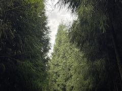 -瓦屋山景区