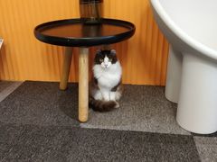 -米宠家·撸猫猫咖小萌宠·猫咪洗澡·猫咪寄养(高新大都荟店)