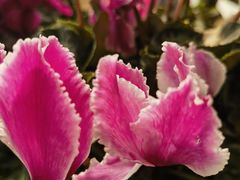 -兴隆文化园景区