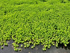 -成飞公园