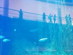 -迪拜水族馆及水下动物园