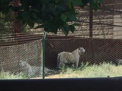 -新疆天山野生动物园