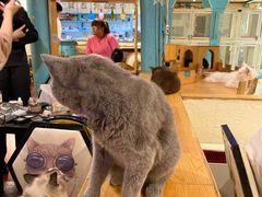 -猫小院猫主题咖啡厅(北锣店)