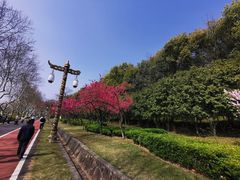 -宜兴龙背山森林公园