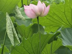 -陈家山荷花公园