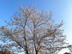 -上海滨江森林公园