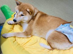-逗柴咖啡屋·狗咖猫咖宠物桌游