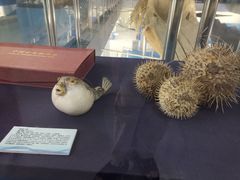 -上海海洋大学鱼文化博物馆(军工路校区)