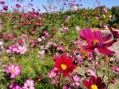 -野鸭湖国家湿地公园