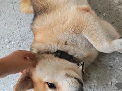 -是阿柴呀！柴犬咖啡·爱喵喵猫咖