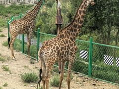 -新疆天山野生动物园