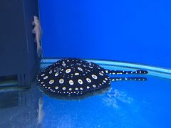 -御唐府海珊瑚主题餐厅