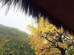 -千年银杏谷文化旅游区