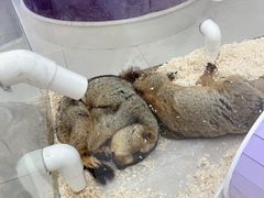 -怪兽屋·羊驼·猫咖·狗咖(俊华广场店)