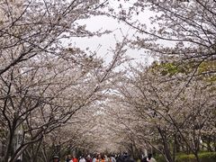 -高东镇樱花园