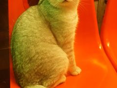 -猫咪博物馆(顶澳仔猫街店)