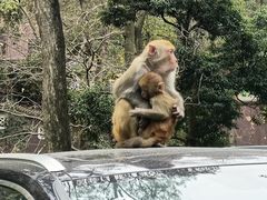 -黔灵山公园