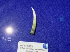 -贝壳王国博物馆