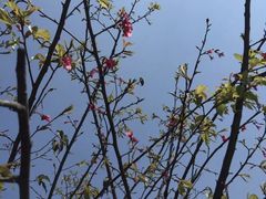 -金山植物公园