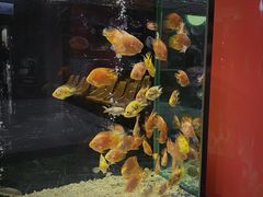 -寻味顺德·珍之宝酒楼(银钻店)