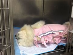 -喜多萌中农锦绣动物医院24H·猫科·牙科MRI·CT