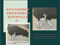 -瑞派申生动物医院·24H夜诊·国际动物医疗中心·骨外科(吴中路店)