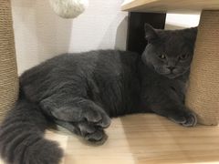 -逗柴咖啡屋·狗咖猫咖宠物桌游