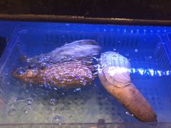 -阿伟海鲜楼·福建菜(延寿店)