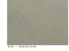 -青海湖仙女湾景区