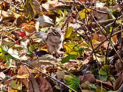 -长春市南湖公园