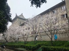 -武汉大学-樱园