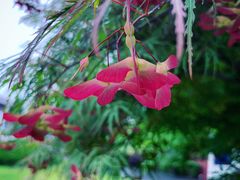 -宋庆龄幼儿园(虹梅路)