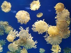 -海合安武汉极地海洋公园