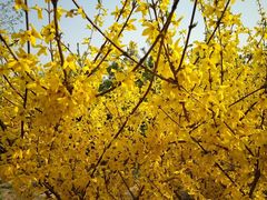 -永定河休闲森林公园