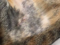 -凯特喵百思猫专科医院