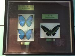 -上海昆虫博物馆