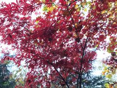 -乡党臊子面(丰庆公园店)