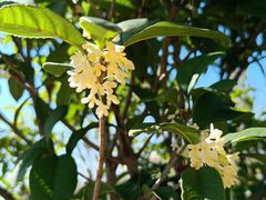 -枫林花海