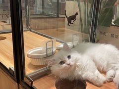 -袖虎·猫馆(体育西路店)