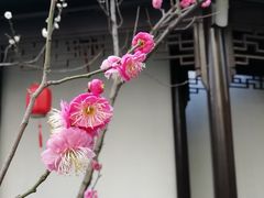 -南京市民俗博物馆(甘熙故居)