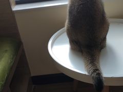 -滚猫咖啡·猫咖·猫友好撸猫(未来城店)