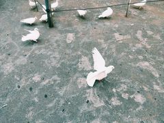 -绵阳人民公园(涪城区)