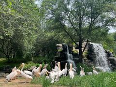 -北京野生动物园