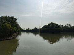 -大湾区中央湿地公园