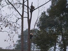 -中国大熊猫保护研究中心雅安碧峰峡基地