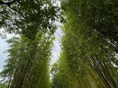 -翠湖公园