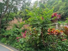 -深圳仙湖植物园
