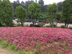 -铁山坪森林公园