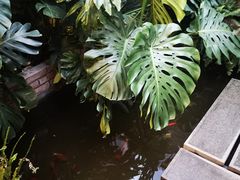 -兰纳泰式spa(古城店)