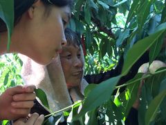 -南汇水蜜桃采摘(大团店)